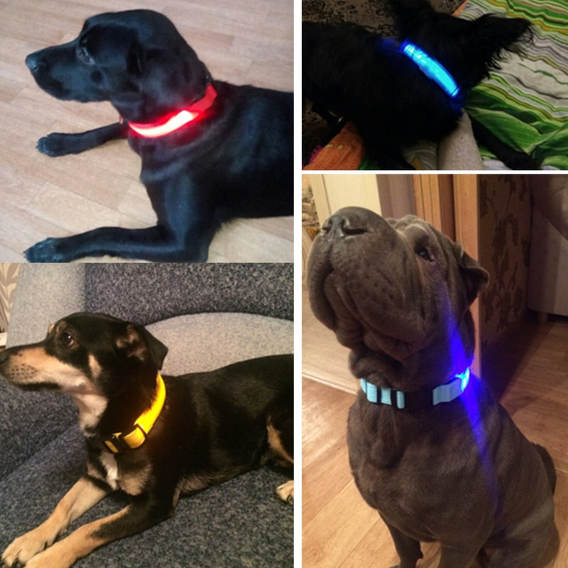 Coleira de LED LumiPets para Cachorros